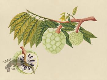 Far East Fruit and Flowers 22